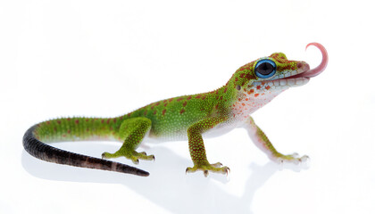 Fototapeta premium Green gecko lizard isolated on white background