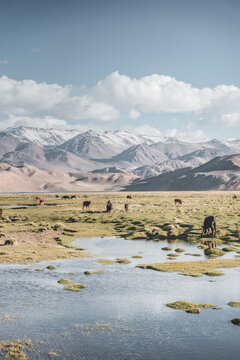 Livestock grazing in a grassy mountain valley at sunset, set against a snow-capped mountain range with glaciers; cows in a pasture in the Pamir Mountains