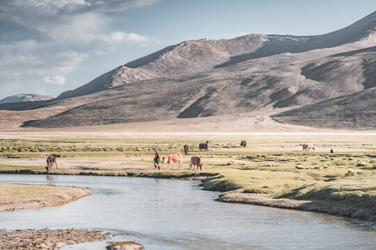 Livestock grazing in a grassy mountain valley at sunset, set against a snow-capped mountain range with glaciers; cows in a pasture in the Pamir Mountains