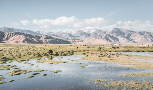 Livestock grazing in a grassy mountain valley at sunset, set against a snow-capped mountain range with glaciers; cows in a pasture in the Pamir Mountains