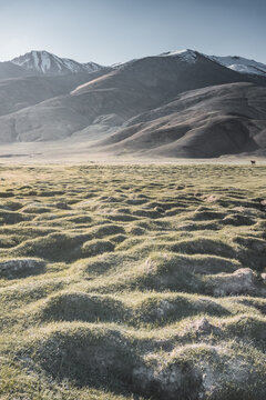 A mountain landscape featuring rocky peaks and snow-capped glaciers, with a valley containing fields, pastures of fresh green grass, and clear-water rivers&mdash;suitable for a background image