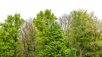 Fototapeta premium Lush green trees against a bright white sky forest