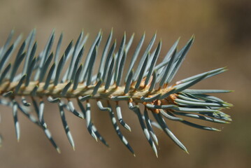 Macro shot of blue spruce branch needles with selective focus on a soft background (Bliskie ujęcie igieł gałązki świerka srebrzystego z selektywną ostrością na miękkim tle). © Krzysztof