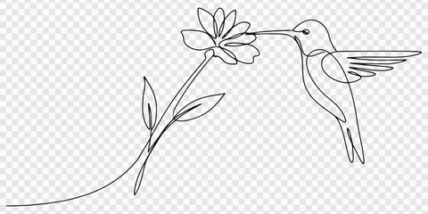 Single line drawing of a hummingbird feeding from a flower Vector, illustration, Hummingbird and flower continuous one line drawing art for decoration and design, Minimalist continuous one line art. © line draw