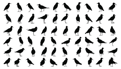 Fototapeta premium Bird silhouettes collection presents a diverse array of avian species in various postures to provide a comprehensive visual library for ornithological research and decorative graphic design.