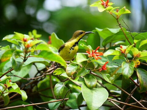 Garden or Olive-backed or Yellow-bellied sunbird on Scarlet bush or Firebush or Redhead tree plant, Orange color flower on tree, Yellow and brown feathers on small bird