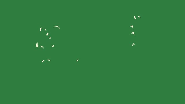 Silhouette of horse dog fox on cat it elephant isolated on green screen background