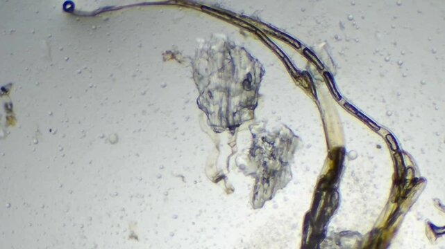 Curved Segmented Filaments and Cellular Organic Fragments