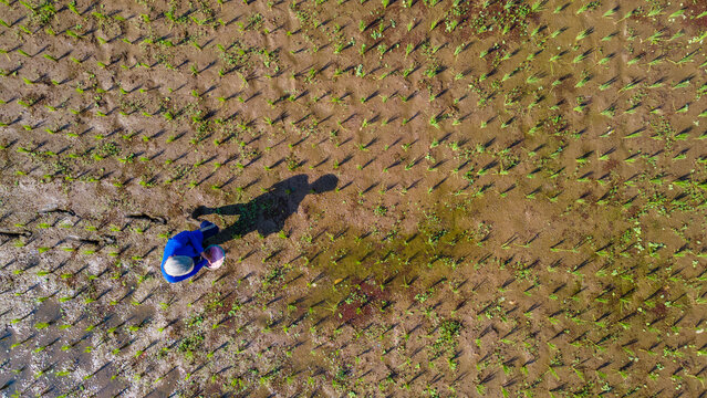 Aerial view of a farmer working in a muddy rice paddy field with young green sprouts, casting a long shadow in Karanglewas, Central Java, Indonesia.