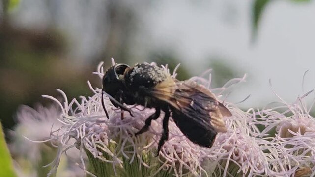 Indian Giant Bee Collecting Nectar from Wildflowers, Macro Close Up of Solitary Pollinator, Tropical Wildlife, Natural Habitat