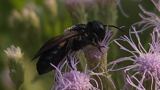 Indian Giant Bee Collecting Nectar from Wildflowers, Macro Close Up of Solitary Pollinator, Tropical Wildlife, Natural Habitat