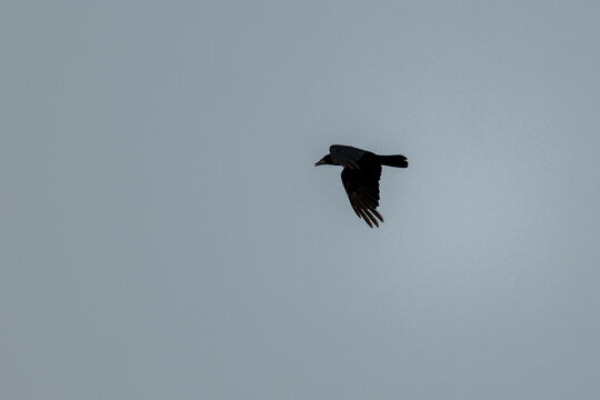 Carrion Crow in Flight Against Plain Grey Overcast Sky
