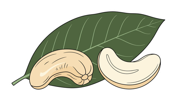 Pair of cashew nuts featuring a whole nut and a cross section are displayed on a large green leaf against a white background.