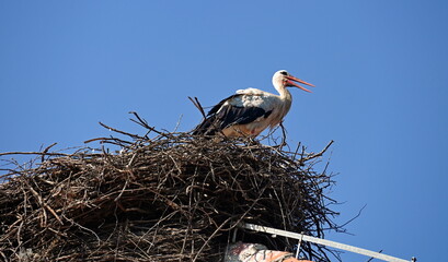Fototapeta premium Stork on the rooftop in the village in Croatia