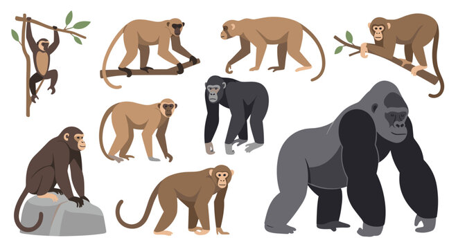 Collection of various primate species including different monkeys, a chimpanzee, and a large silverback gorilla in natural poses.
