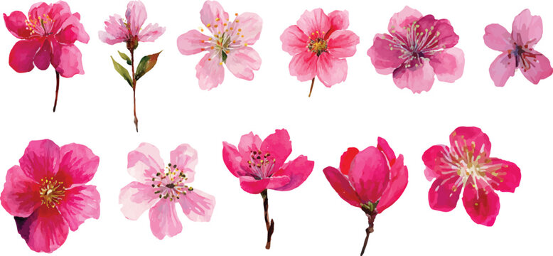 set of pink flowers isolated