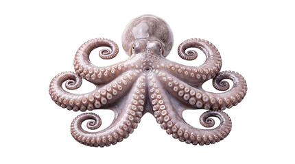 Common octopus isolated on transparent background studio shot. © md