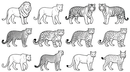 Wild cat line art collection, 12 big cat vector illustrations including lion tiger leopard and cheetah, safari animal coloring book outlines © Ch
