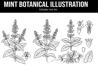 mint line art botanical design, mint leaf, flowers, branch, root © Imran