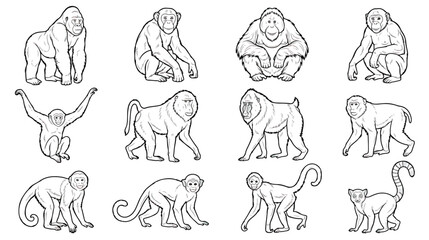 Primate and monkey line art collection, set of 12 wild animal vector illustrations, minimalist black and white gorilla and chimpanzee sketches © Ch