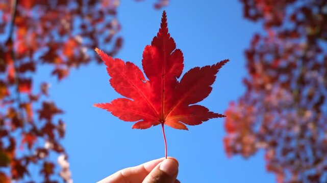 Person holding red maple leaf against clear blue sky