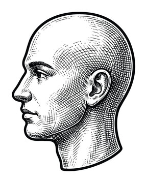 A detailed black and white engraving style of a bald man's head in profile view isolated on a white background
