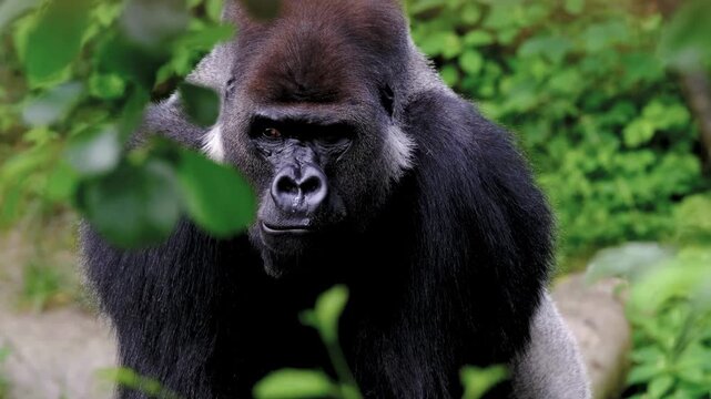 Silverback gorilla looking directly at camera in lush forest
