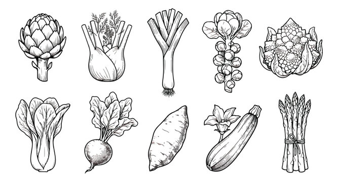 Vintage hand drawn vegetable set of 10 vector icons, black and white engraved garden vegetables, organic food sketches for menu design