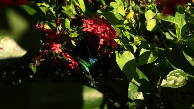 Paris Peacock Butterfly Feeding on Red Ixora Flowers, Iridescent Swallowtail Butterfly Collecting Nectar, Tropical Garden Wildlife, Macro Nature, 4K Cinematic Stock Footage