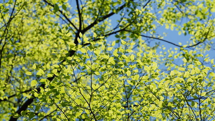 Fototapeta premium The fresh green leaves full of the branches in spring