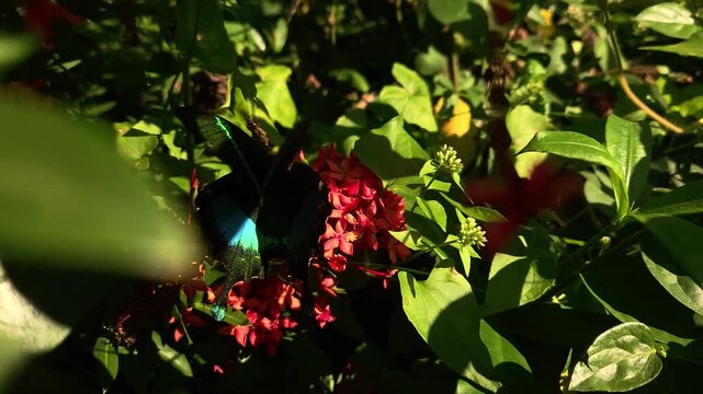 Paris Peacock Butterfly Feeding on Red Ixora Flowers, Iridescent Swallowtail Butterfly Collecting Nectar, Tropical Garden Wildlife, Macro Nature, 4K Cinematic Stock Footage