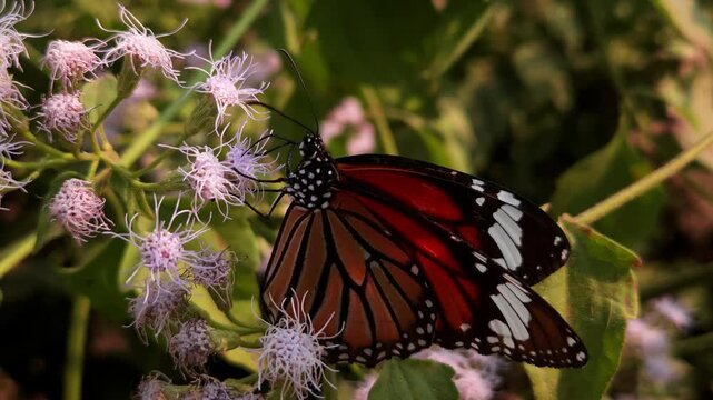 Plain Tiger Butterfly resting and feeding on delicate white wildflowers in natural garden. Butterfly's vibrant orange wings with black veins and white-spotted borders are beautifully illuminated
