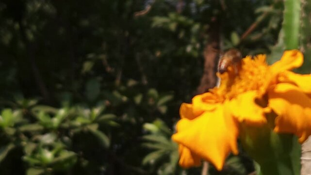 Indian Honey Bee Apis cerana indica collecting nectar and pollen from a vibrant orange marigold flower. Natural pollination behavior, striped abdomen, delicate wings, and interaction with the flower