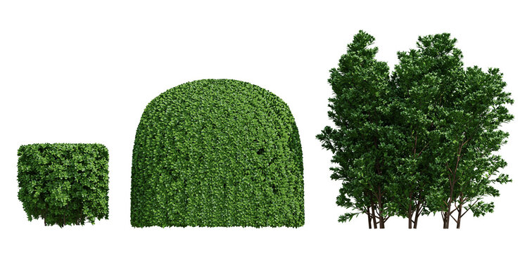 3D Three Dimensional Boxwood Green Plants Rendered On Transparent Background With Tiered Hedge Shapes For Modern Design