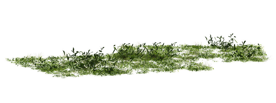 Isolated Emerald Green Grass Patch Render 3D With Delicate Blades On Transparent Background Detail