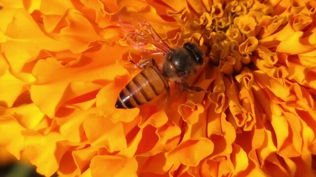 Indian Honey Bee Apis cerana indica collecting nectar and pollen from a vibrant orange marigold flower. Natural pollination behavior, striped abdomen, delicate wings, and interaction with the flower