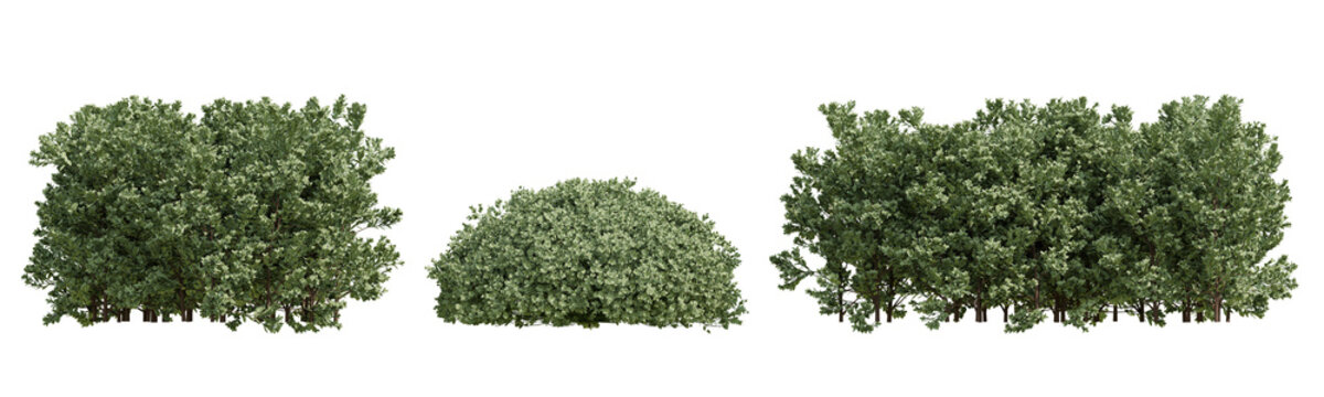 Three Boxwood Shrubs Plants In Lush Green 3D Render On Transparent Background For Garden Design Mockups