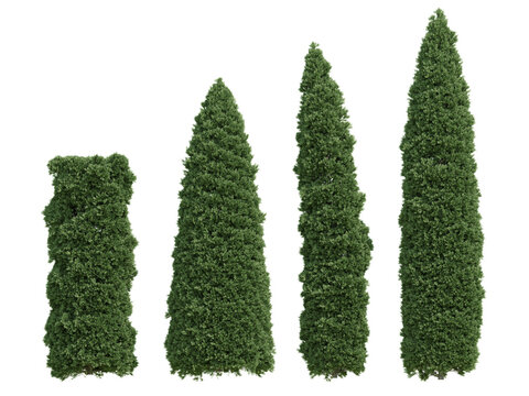 Three Conical Evergreen Arborvitae Plant Shrubs With Golden Tinted Foliage In A High Detail 3D Render On Transparent Background