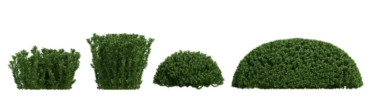 Three Dimensional Render Of Euonymus Japonicus 3d Green Plant On Transparent Background With Foliage