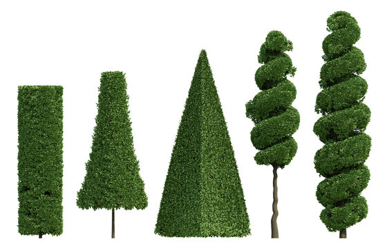 Three Dimensional Render Of European Hornbeam 3d Green Plant On Transparent Background With Geometric Topiary