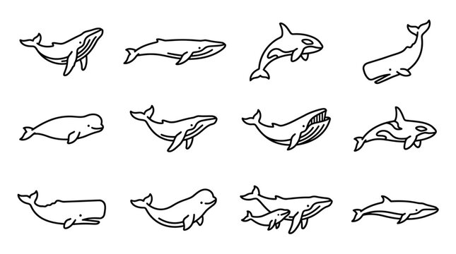 Black and white whale and dolphin drawings.