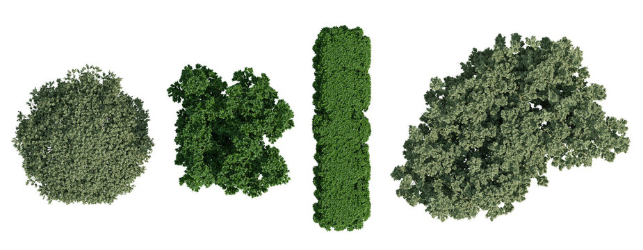 Top View 3D Render Of Boxwood Green Plant Clusters On Transparent Background With Isolated Leaves