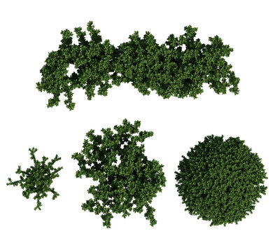 Top View 3D Render Of Euonymus Japonicus Green Foliage Clusters On Transparent Background