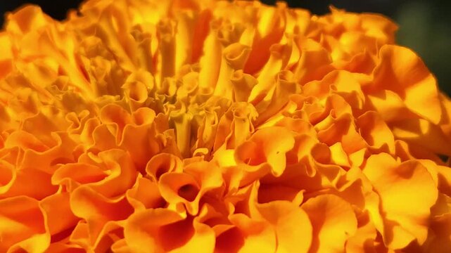 Indian Honey Bee Apis cerana indica collecting nectar and pollen from a vibrant orange marigold flower. Natural pollination behavior, striped abdomen, delicate wings, and interaction with the flower