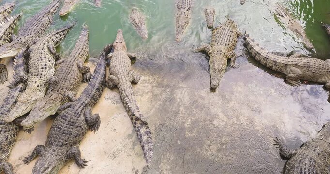 Crocodile feeding in swamp of tropical zoo animal travel outdoor