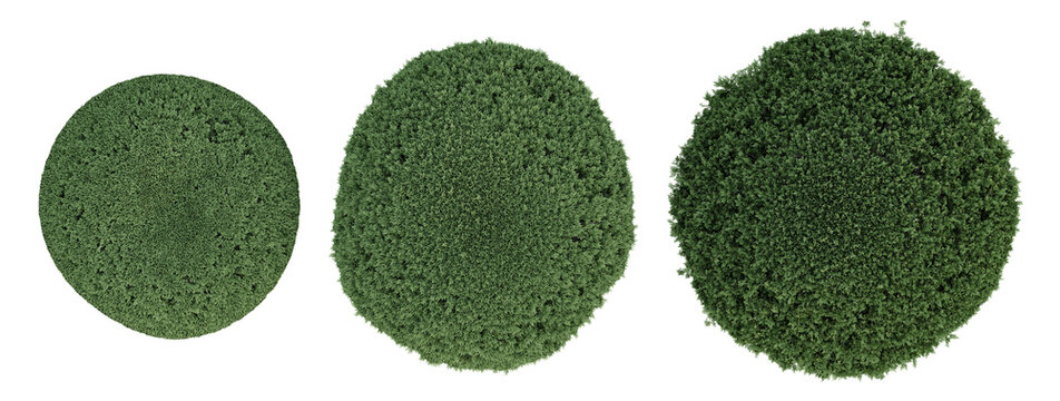 Top View Of 3d Golden Arborvitae Green Plant Forms On Transparent Background, Three Circular Foliage Orbs