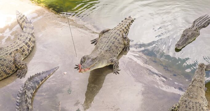 Crocodile feeding in swamp of tropical zoo animal travel outdoor
