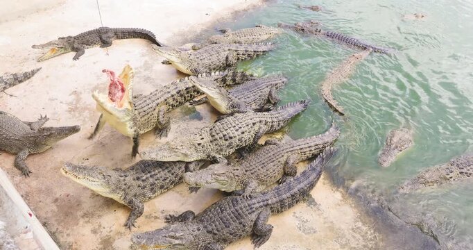 Crocodile feeding in swamp of tropical zoo animal travel outdoor