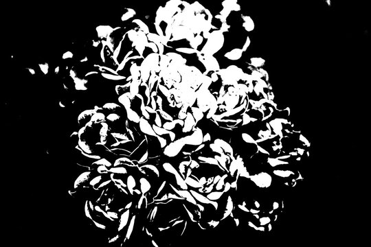 Abstrakte Rosenbl&uuml;ten im extremen Schwarz-Wei&szlig;-Kontrast, florale Silhouette auf schwarzem Hintergrund