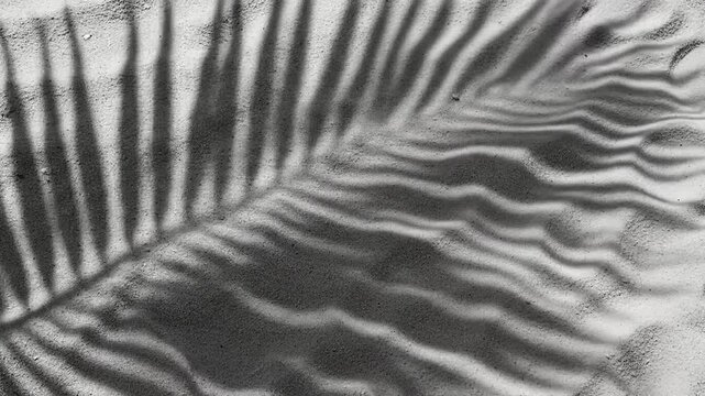 Shadow of a tropical palm leaf cast upon white beach sand
